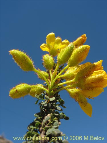 Imágen de Caesalpinia brevifolia (Algarobilla). Haga un clic para aumentar parte de imágen.