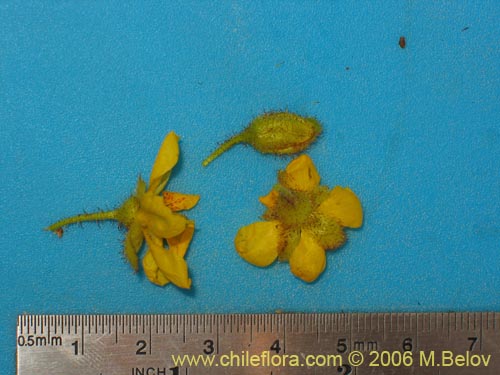 Imágen de Caesalpinia brevifolia (Algarobilla). Haga un clic para aumentar parte de imágen.