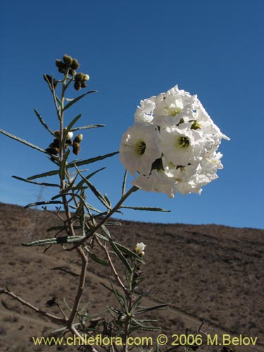 Image of Cordia decandra (Carboncillo / Carbón). Click to enlarge parts of image.