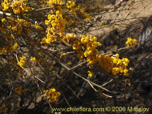 Image of Geoffroea decorticans (Chañar). Click to enlarge parts of image.