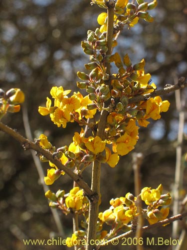 Image of Geoffroea decorticans (Chañar). Click to enlarge parts of image.