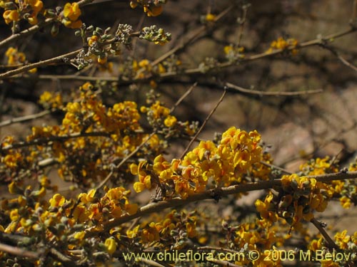 Image of Geoffroea decorticans (Chañar). Click to enlarge parts of image.