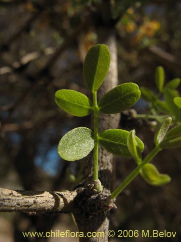 Image of Geoffroea decorticans (Chañar). Click to enlarge parts of image.