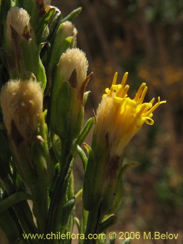 Image of Senecio sp. #1630 (). Click to enlarge parts of image.