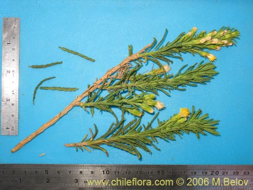 Image of Senecio sp. #1630 (). Click to enlarge parts of image.