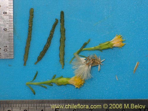 Image of Senecio sp. #1630 (). Click to enlarge parts of image.
