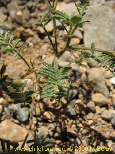Bild von Adesmia sp. #1631 (). Klicken Sie, um den Ausschnitt zu vergrössern.