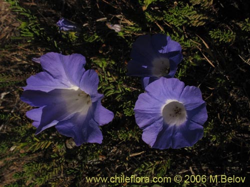 Bild von Nolana sp. #1509 (). Klicken Sie, um den Ausschnitt zu vergrössern.