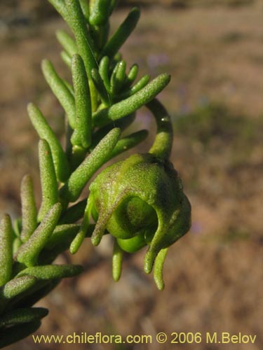 Bild von Nolana sp. #1509 (). Klicken Sie, um den Ausschnitt zu vergrössern.