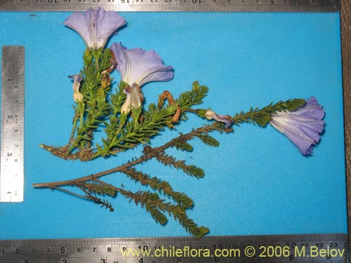 Bild von Nolana sp. #1509 (). Klicken Sie, um den Ausschnitt zu vergrössern.