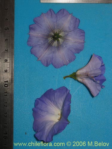 Bild von Nolana sp. #1509 (). Klicken Sie, um den Ausschnitt zu vergrössern.