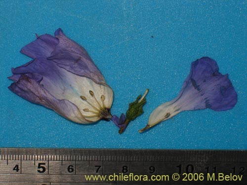 Bild von Nolana sp. #1509 (). Klicken Sie, um den Ausschnitt zu vergrössern.