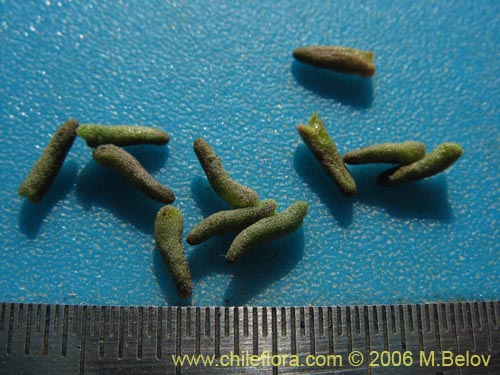 Bild von Nolana sp. #1509 (). Klicken Sie, um den Ausschnitt zu vergrössern.