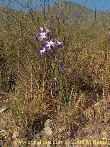 Image of Leucocoryne coquimbensis var. coquimbensis (). Click to enlarge parts of image.