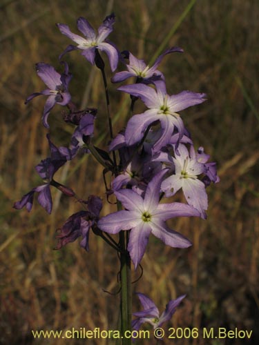 Image of Leucocoryne coquimbensis var. coquimbensis (). Click to enlarge parts of image.