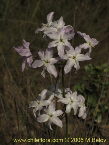 Image of Leucocoryne coquimbensis (). Click to enlarge parts of image.