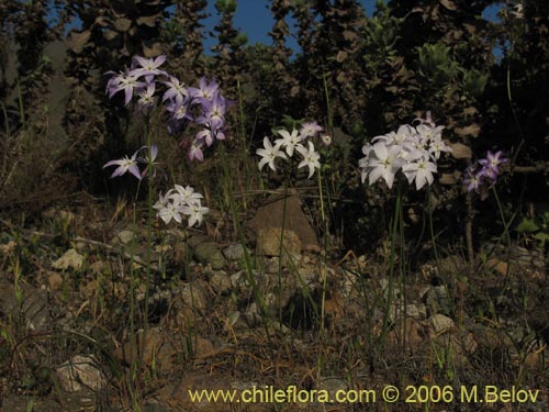 Image of Leucocoryne coquimbensis (). Click to enlarge parts of image.