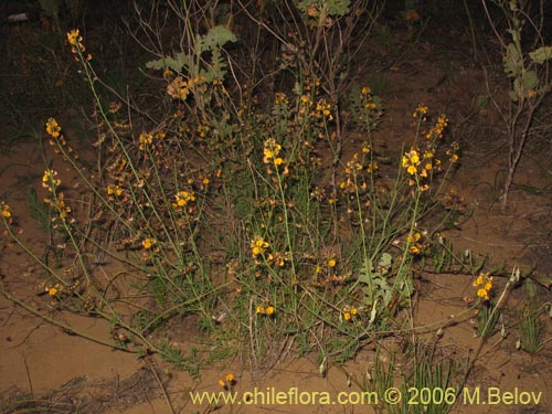 Image of Adesmia sp. #1510 (). Click to enlarge parts of image.