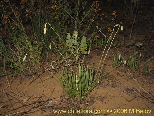 Image of Adesmia sp. #1510 (). Click to enlarge parts of image.