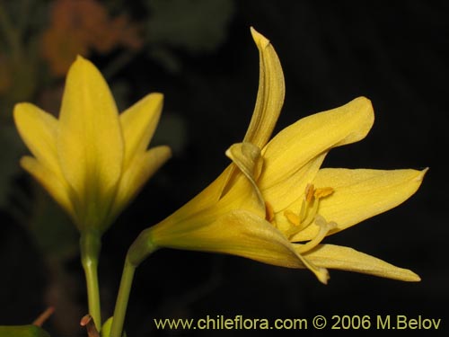 Image of Rhodophiala bagnoldii (Añañuca amarilla). Click to enlarge parts of image.
