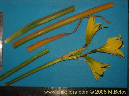 Image of Rhodophiala bagnoldii (Añañuca amarilla). Click to enlarge parts of image.