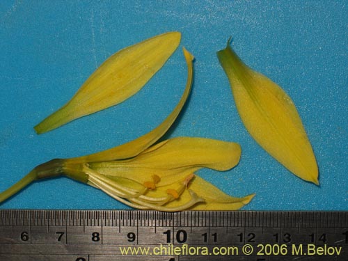 Image of Rhodophiala bagnoldii (Añañuca amarilla). Click to enlarge parts of image.