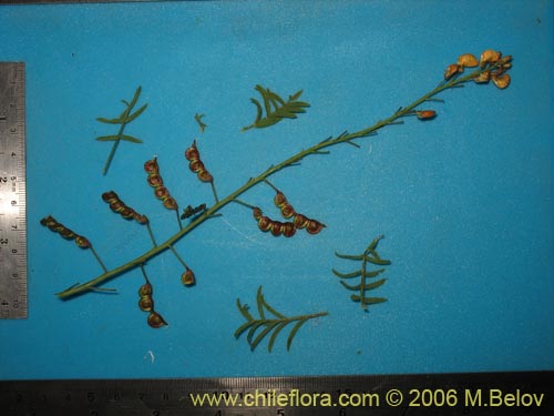 Imágen de Adesmia sp. #1510 (). Haga un clic para aumentar parte de imágen.