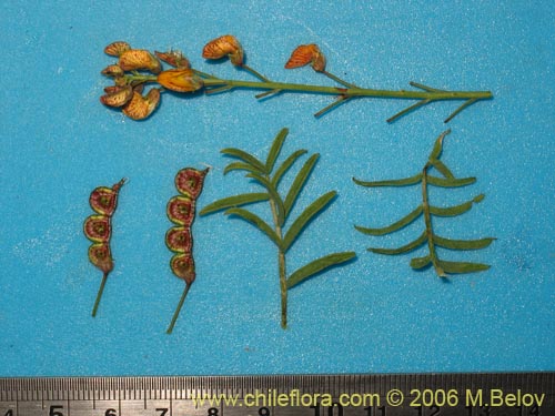 Imágen de Adesmia sp. #1510 (). Haga un clic para aumentar parte de imágen.