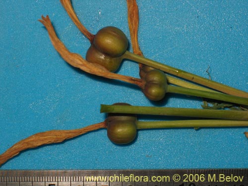 Image of Rhodophiala bagnoldii (Añañuca amarilla). Click to enlarge parts of image.