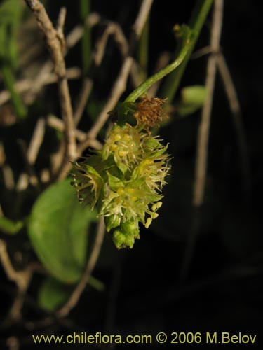 Bild von Argythamnia sp. #1101 (). Klicken Sie, um den Ausschnitt zu vergrössern.