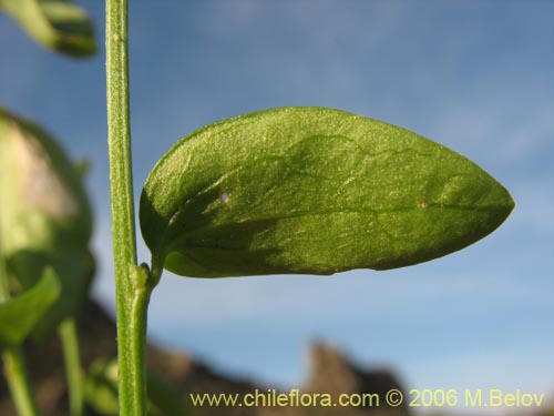 Bild von Argythamnia sp. #1101 (). Klicken Sie, um den Ausschnitt zu vergrössern.