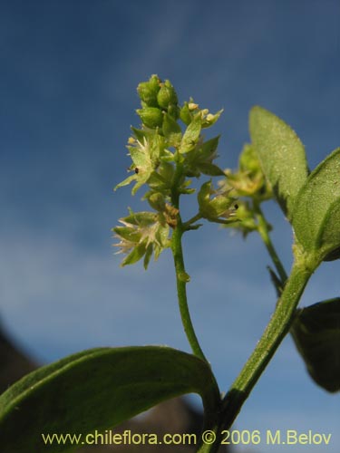 Bild von Argythamnia sp. #1101 (). Klicken Sie, um den Ausschnitt zu vergrössern.