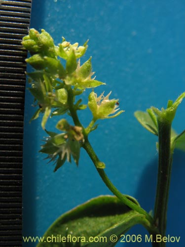 Bild von Argythamnia sp. #1101 (). Klicken Sie, um den Ausschnitt zu vergrössern.