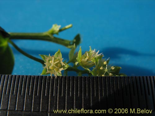 Bild von Argythamnia sp. #1101 (). Klicken Sie, um den Ausschnitt zu vergrössern.