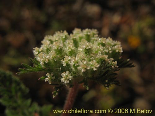 没断定的植物 sp. #1102的照片