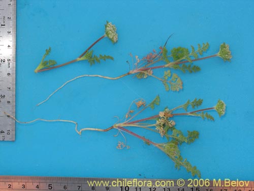 没断定的植物 sp. #1102的照片