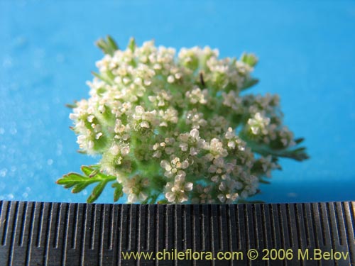 没断定的植物 sp. #1102的照片