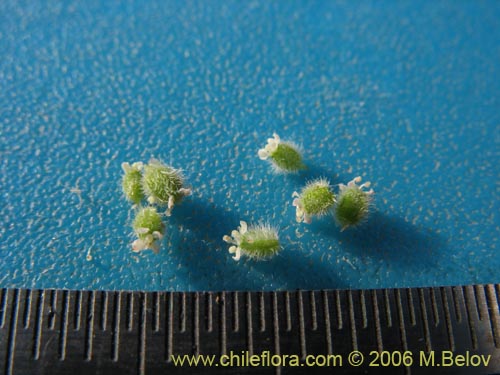 没断定的植物 sp. #1102的照片