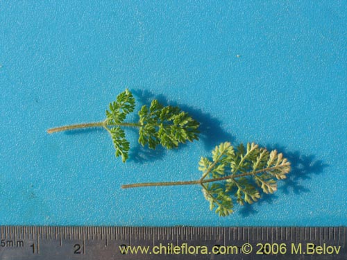 没断定的植物 sp. #1102的照片