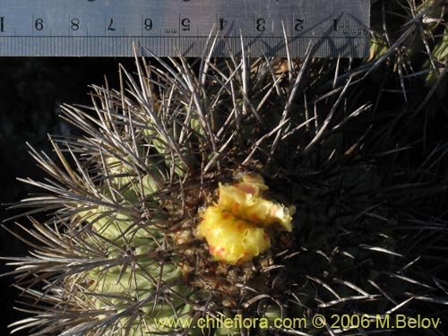 Image of Copiapoa coquimbana (). Click to enlarge parts of image.