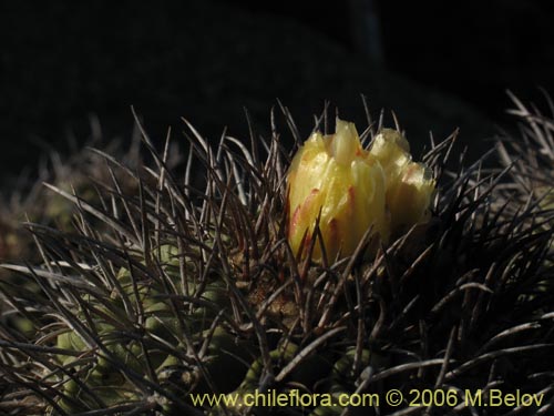 Image of Copiapoa coquimbana (). Click to enlarge parts of image.