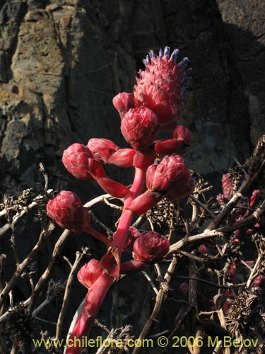 Bild von Puya venusta (Chagualillo). Klicken Sie, um den Ausschnitt zu vergrössern.