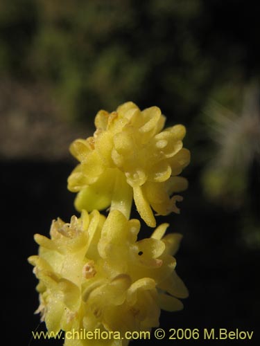 Valeriana obtusifolia的照片