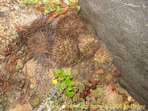 Eriosyce senilisの写真