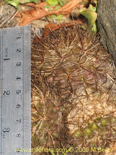 Eriosyce senilisの写真