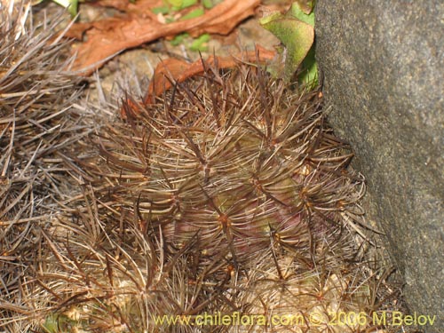 Eriosyce senilisの写真