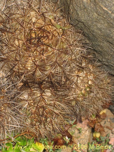 Eriosyce senilisの写真