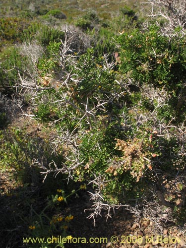 Image of Adesmia sp. #1620 (). Click to enlarge parts of image.