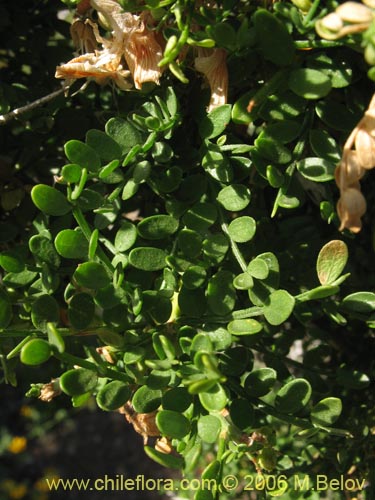 Image of Adesmia sp. #1620 (). Click to enlarge parts of image.