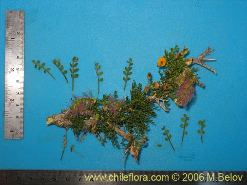 Image of Adesmia sp. #1620 (). Click to enlarge parts of image.